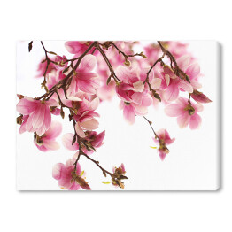 Obraz na płótnie Kwiat magnolii na białym tle