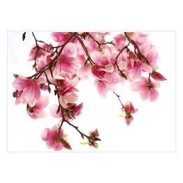 Plakat Kwiat magnolii na białym tle