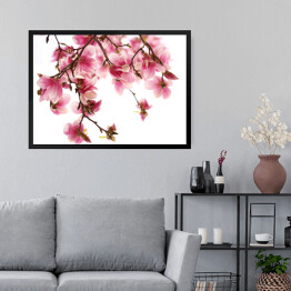 Obraz w ramie Kwiat magnolii na białym tle