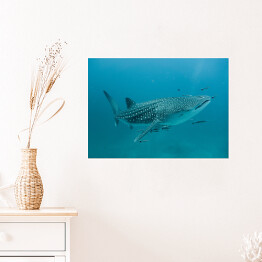 Plakat Rekin wielorybi w odchłani oceanu