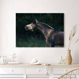 Obraz na płótnie Szary arabski koń w lesie