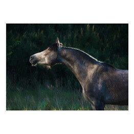 Plakat Szary arabski koń w lesie
