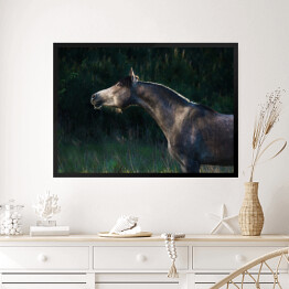 Obraz w ramie Szary arabski koń w lesie