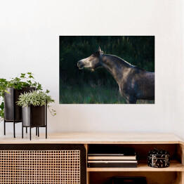 Plakat Szary arabski koń w lesie