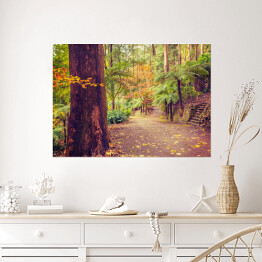 Plakat samoprzylepny Chodnik w lesie tropikalnym 