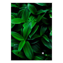 Plakat samoprzylepny Ciemne zielone liście na czarnym tle