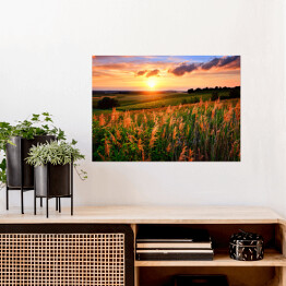 Plakat Zachodzące słońce rozświetlające łąkę z kwiatami