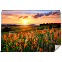 Fototapeta winylowa zmywalna Zachodzące słońce rozświetlające łąkę z kwiatami