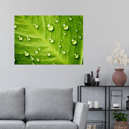 Plakat Zielony liść z kroplami wody