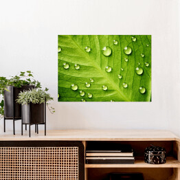 Plakat samoprzylepny Zielony liść z kroplami wody