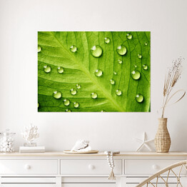 Plakat Zielony liść z kroplami wody