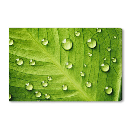 Obraz na płótnie Zielony liść z kroplami wody