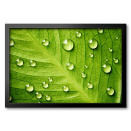 Obraz w ramie Zielony liść z kroplami wody