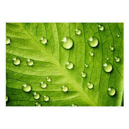 Plakat samoprzylepny Zielony liść z kroplami wody