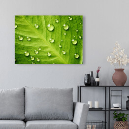 Obraz na płótnie Zielony liść z kroplami wody