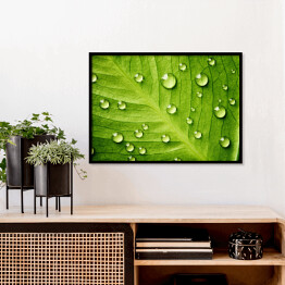 Plakat w ramie Zielony liść z kroplami wody