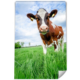 Fototapeta Zdziwiona brązowa krowa na zielonej łące