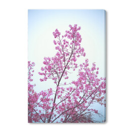 Obraz na płótnie Dziki kwiat wiśni na tle błękitnego nieba wiosną