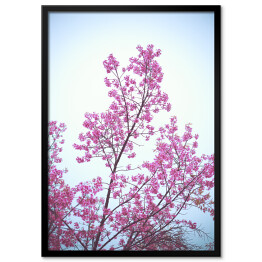 Plakat w ramie Dziki kwiat wiśni na tle błękitnego nieba wiosną