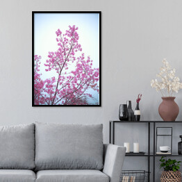 Plakat w ramie Dziki kwiat wiśni na tle błękitnego nieba wiosną