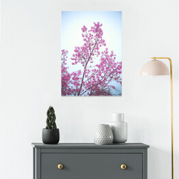 Plakat samoprzylepny Dziki kwiat wiśni na tle błękitnego nieba wiosną
