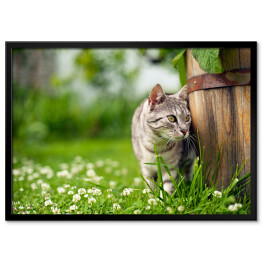 Plakat w ramie Kot skradający się w ogrodzie