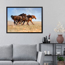 Obraz w ramie Stado galopujących koni
