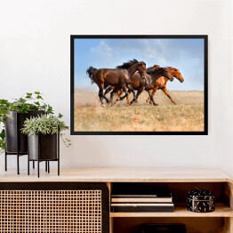 Obraz w ramie Stado galopujących koni