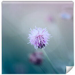 Fototapeta winylowa zmywalna Mały kwiat w pastelowym kolorze