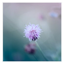 Plakat samoprzylepny Mały kwiat w pastelowym kolorze