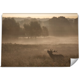 Fototapeta winylowa zmywalna Sylwetka jelenia we mgle