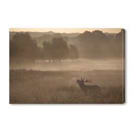 Obraz na płótnie Sylwetka jelenia we mgle