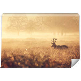 Fototapeta winylowa zmywalna Krajobraz z jeleniem