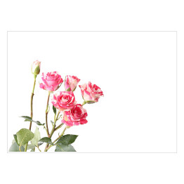 Plakat Różowe kwiaty na łodygach