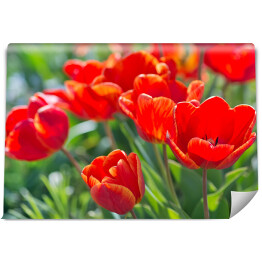 Fototapeta Rozłożyste tulipany