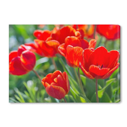 Obraz na płótnie Rozłożyste tulipany