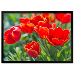 Plakat w ramie Rozłożyste tulipany