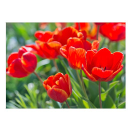 Plakat Rozłożyste tulipany