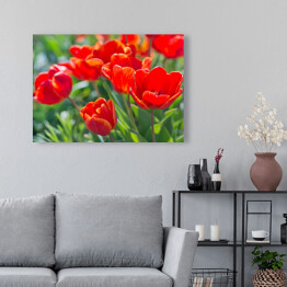 Obraz na płótnie Rozłożyste tulipany