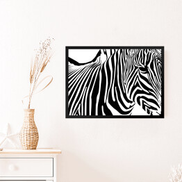 Obraz w ramie Zebra - widok z boku