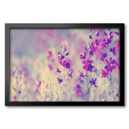 Obraz w ramie Fioletowe dzikie kwiaty
