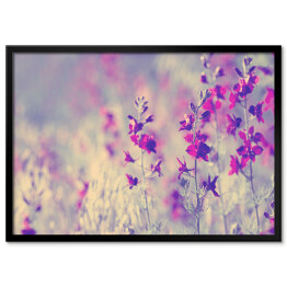 Plakat w ramie Fioletowe dzikie kwiaty