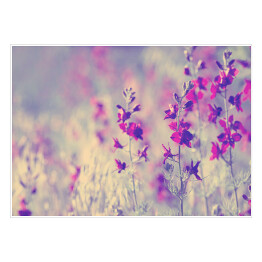Plakat Fioletowe dzikie kwiaty