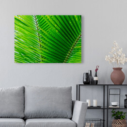 Obraz na płótnie Zbliżenie na duże zielone tropikalne liście