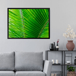 Obraz w ramie Zbliżenie na duże zielone tropikalne liście