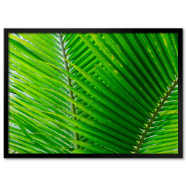 Obraz klasyczny Zbliżenie na duże zielone tropikalne liście