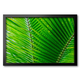 Obraz w ramie Zbliżenie na duże zielone tropikalne liście