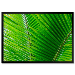 Plakat w ramie Zbliżenie na duże zielone tropikalne liście
