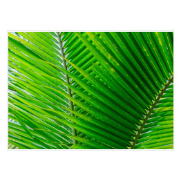 Plakat Zbliżenie na duże zielone tropikalne liście