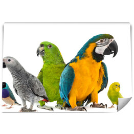 Fototapeta Kolorowe papugi na białym tle